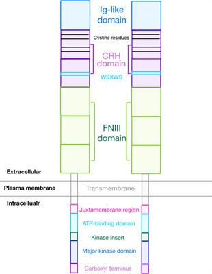 A review of granulocyte colony-stimulating factor receptor signaling and regulation with implications for cancer